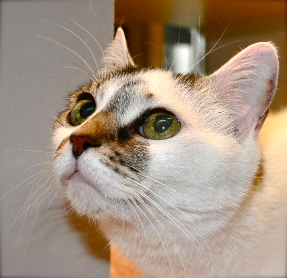 Animal Endocrine Clinic Treating Hyperthyroid Cats with Radioiodine